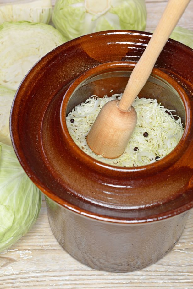 Traditional stone crock filled with cabbage to make sauerkraut