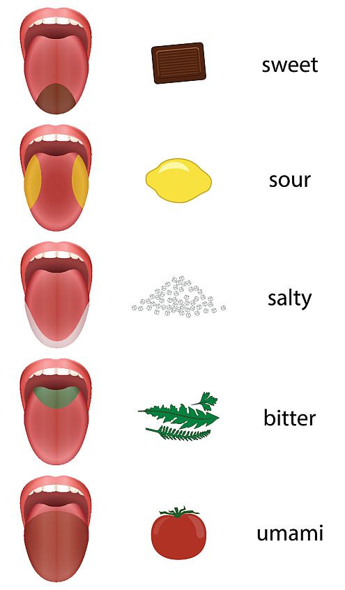 chart showing where salty, sweet, sour, bitter, and umami flavors are detected on the tongue